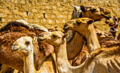 Nahaufnahme von Kamelen auf dem Kamelmarkt von Keren, Eritrea, Afrika