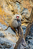 Hamadryas baboon (Papio hamadryas), along the road from Massawa to Asmara, Eritrea, Africa