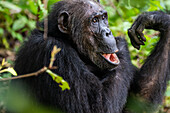 Schimpanse (Pan troglodytes), Gombe Stream National Park, Tanganjikasee, Tansania, Ostafrika, Afrika