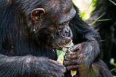 Chimpanzee (Pan troglodytes), Gombe Stream National Park, Lake Tanganyika, Tanzania, East Africa, Africa