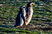 Magdalena Island, Magallanes Region, Punta Arenas, Chile, South America