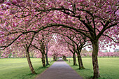 Kirschblüte auf den Wiesen in Edinburgh, Schottland, Vereinigtes Königreich, Europa