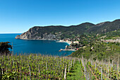 Vineyards line the Cinque Terre trail above the seaside town of Monterosso al Mare, Cinque Terre, UNESCO World Heritage Site, Liguria, Italy, Europe