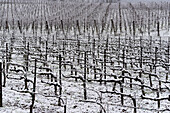 Winterlandschaft in Franciacorta Landgebiet, Provinz Brescia, Lombardei, Italien, Europa