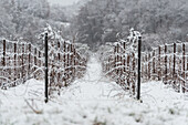 Winterlandschaft in Franciacorta Landgebiet, Provinz Brescia, Lombardei, Italien, Europa