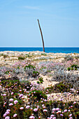 Wood column on a deserted beach with flowers on the sand, Sardinia, Italy, Mediterranean, Europe