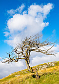 Ein einsamer Baum auf der Isle of Lewis, Äußere Hebriden, Schottland, Vereinigtes Königreich, Europa