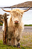 Hochlandrinder in Huisinish (Hushinish), Isle of Harris, Äußere Hebriden, Schottland, Vereinigtes Königreich, Europa