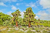 Opuntia-Kakteen (Feigenkaktus) auf der Insel South Plaza, Galapagos, UNESCO-Welterbe, Ecuador, Südamerika