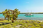 Opuntia (Prickly Pear) cacti on South Plaza island, Galapagos, UNESCO World Heritage Site, Ecuador, South America