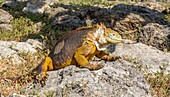 Galapagos-Landleguan (Conolophus subcristatus), große Eidechse, kann bis zu einem Meter lang werden und 60 Jahre alt werden, Insel South Plaza, Galapagos, UNESCO-Weltnaturerbe, Ecuador, Südamerika