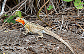 Lavaeidechse (microlophus) auf der Insel Floreana, Galapagos, UNESCO-Weltnaturerbe, Ecuador, Südamerika