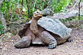 Galapagos Giant Tortoise (Chelonoidis chathamensis), can live for over 100 years, San Cristobal island, Galapagos, UNESCO World Heritage Site, Ecuador, South America