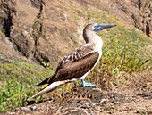 Blaufußtölpel (Sula nebouxii), ein Meeresvogel aus dem Ostpazifik, dessen ungewöhnliche blaue Füße bei Balzritualen eine Rolle spielen, Galapagos, UNESCO-Welterbe, Ecuador, Südamerika