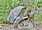 Galapagos-Riesenschildkröte (Chelonoidis chathamensis), kann über 100 Jahre alt werden, auf der Insel San Cristobal, Galapagos, UNESCO-Weltnaturerbe, Ecuador, Südamerika