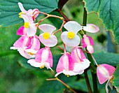 Begonia grandis flowers (subsp. evansiana), Ecuador, South America