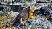 Galapagos-Landleguan (Conolophus subcristatus), eine große Echsenart, die bis zu einem Meter lang werden und 60 Jahre alt werden kann, Galapagos, UNESCO-Welterbe, Ecuador, Südamerika