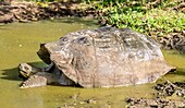 Galapagos-Riesenschildkröte (Chelonoidis chathamensis), kann über 100 Jahre alt werden, auf der Insel San Cristobal, Galapagos, UNESCO-Welterbestätte, Ecuador, Südamerika