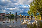 Schwäne in der Moldau mit der Karlsbrücke, dem OId-Stadtbrückenturm und der Kuppel der Kirche St. Franz von Assisi bei Sonnenaufgang, UNESCO-Weltkulturerbe, Prag, Tschechien, Europa