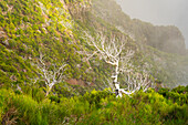 Trockene kahle Bäume entlang des Wanderwegs zum Pico Ruivo, Santana, Madeira, Portugal, Atlantik, Europa