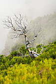 Einzelner kahler Baum entlang des Pfades zum Pico Ruivo, Santana, Madeira, Portugal, Atlantik, Europa