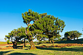 Laurel tree forest, UNESCO World Heritage Site, Sao Vicente, Madeira, Portugal, Atlantic, Europe