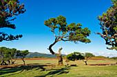 Laurel trees, UNESCO World Heritage Site, Sao Vicente, Madeira, Portugal, Atlantic, Europe