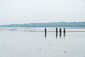 Four fishermen with poles wading through mud during preparation for fish harvest, Rozmberk Pond, UNESCO Biosphere, Trebon, Jindrichuv Hradec District, South Bohemian Region, Czech Republic (Czechia), Europe