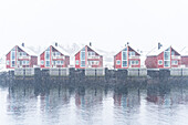 Row of traditional red rorbu under heavy snowfall, Svolvaer, Austvagsoya, Lofoten Islands, Norway, Scandinavia, Europe