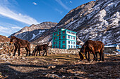 Pack horses in front of a turquoise mountain lodge with Lang Tang village in background, Himalayas, Nepal, Asia