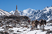 Maultierherde vor einer Stupa mit hochgelegenen Gipfeln, Gangchempo, Kyanjin Gompa, Langtang Valley trek, Himalaya, Nepal, Asien