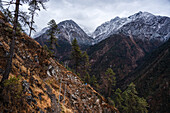 Atemberaubende Aussicht auf Wald und verschneite Berghänge, Lower Langtang Valley Trek, Himalaya, Nepal, Asien