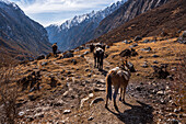 Unterwegs mit Packeseln, die Ausrüstung im Himalaya transportieren, Langtang-Tal-Trek, Himalaya, Nepal, Asien