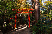 Rotes Torii-Tor eines wunderschönen Shinto-Schreins, Nonomiya-Schrein, im Herbstwald in Arashiyama, Kyoto, Hoshu, Japan, Asien