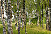 Birch wood on the homestead of Miskiniskes rural accommodations, Aukstaitija National Park, Lithuania, Europe