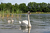 Swans on Strovinatis Lake near Ginuciai, Aukstaitija National Park, Lithuania, Europe