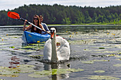 Kanufahrt mit Schwänen auf dem Srovinaitis-See bei Ginuciai, Aukstaitija-Nationalpark, Litauen, Europa