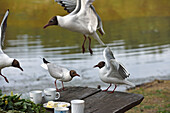 Lachmöwe (Chroicocephalus ridibundus) am Rande des Lusiai-Sees in Paluse, Aukstaitija-Nationalpark, Litauen, Europa