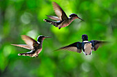 Florisuga mellivora (White-necked Jacobin) hovering, Soberania National Park, Republic of Panama, Central America