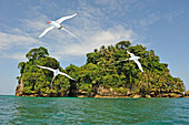 Seevögel Tropicbirds, Pajaros Islet (Swan's Cay) vor der Küste von Boca del Drago auf der Insel Colon, Bocas del Toro Archipel, Republik Panama, Mittelamerika