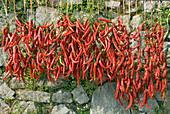 Red peppers hanging out to dry, Campania region, southern Italy, Europe