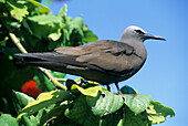 Lesser Noddy (Anous tenuirostris), Bird Island, Republic of Seychelles, Indian Ocean, Africa