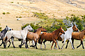 Horse gathering, Estancia Nibepo Aike on the Argentino lakeshore, around El Calafate, Patagonia, Argentina, South America