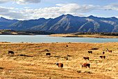 Kuhherde, Estancia Nibepo Aike am argentinischen Seeufer, in der Nähe von El Calafate, Patagonien, Argentinien, Südamerika