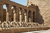 Widderköpfige Sphinxen, Großer Hof, Karnak-Tempelkomplex, UNESCO-Welterbe, Luxor, Ägypten, Nordafrika, Afrika