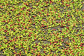 Fresh cloves laid out to dry in the sun, an aromatic spice and major crop, Ulu, Siau Island, Sangihe Archipelago, North Sulawesi, Indonesia, Southeast Asia, Asia