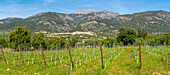 View of hilltop town of Caimari and vineyard, Majorca, Balearic Islands, Spain, Mediterranean, Europe