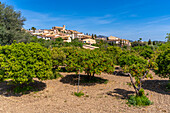 View of orange trees at hilltop town of Selva, Majorca, Balearic Islands, Spain, Mediterranean, Europe