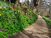 Lade Braes Walk in Spring in St. Andrews, Fife, Scotland, United Kingdom, Europe