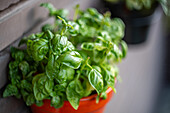 A lush green basil plant growing in a vibrant red pot on a balcony. Perfect for culinary and gardening enthusiasts.